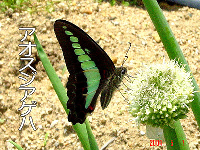 
�����E�O��