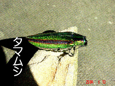 
�����E�O��