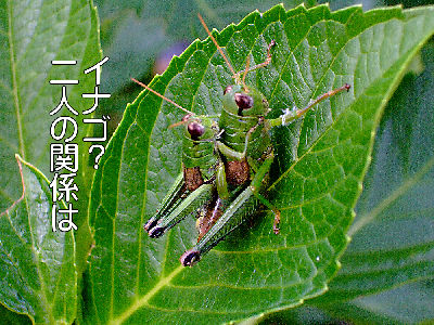 
�����E�O�҉�