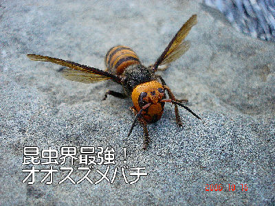 
�����E�O��